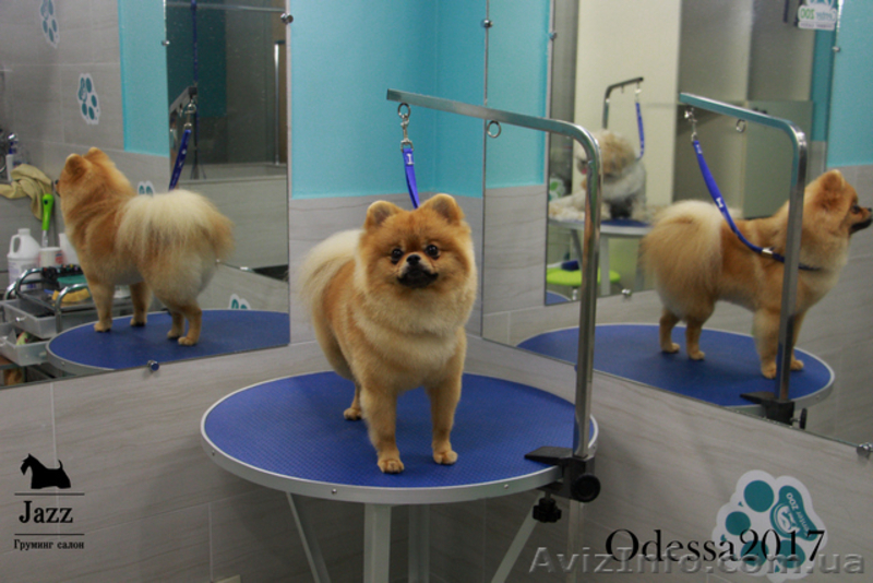 Померанский шпиц. Самый качественный груминг. Одесса. - <ro>Изображение</ro><ru>Изображение</ru> #4, <ru>Объявление</ru> #1574067