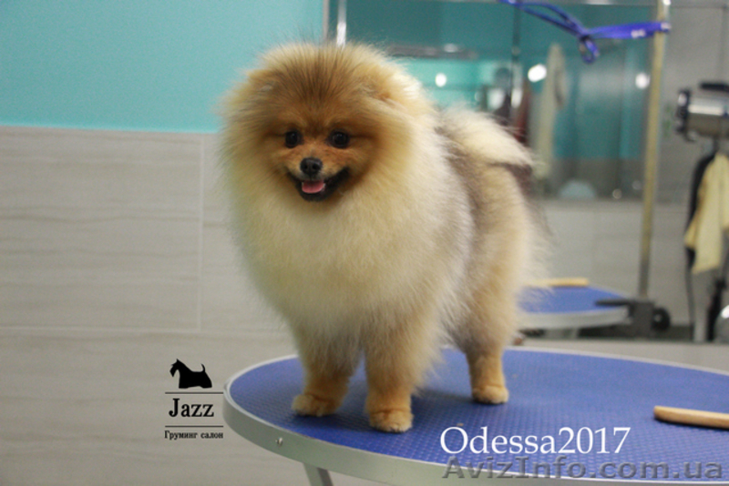 Померанский шпиц. Самый качественный груминг. Одесса. - <ro>Изображение</ro><ru>Изображение</ru> #5, <ru>Объявление</ru> #1574067