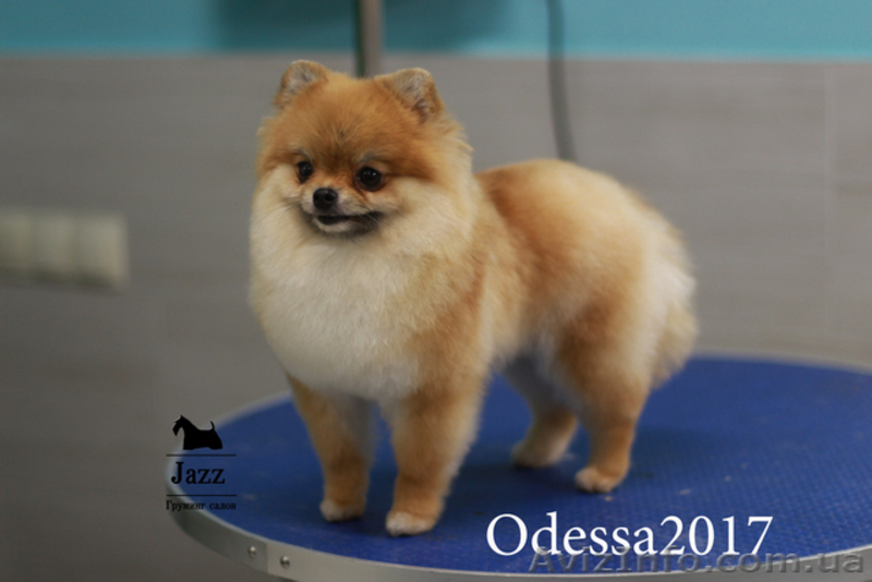 Померанский шпиц. Самый качественный груминг. Одесса. - <ro>Изображение</ro><ru>Изображение</ru> #6, <ru>Объявление</ru> #1574067