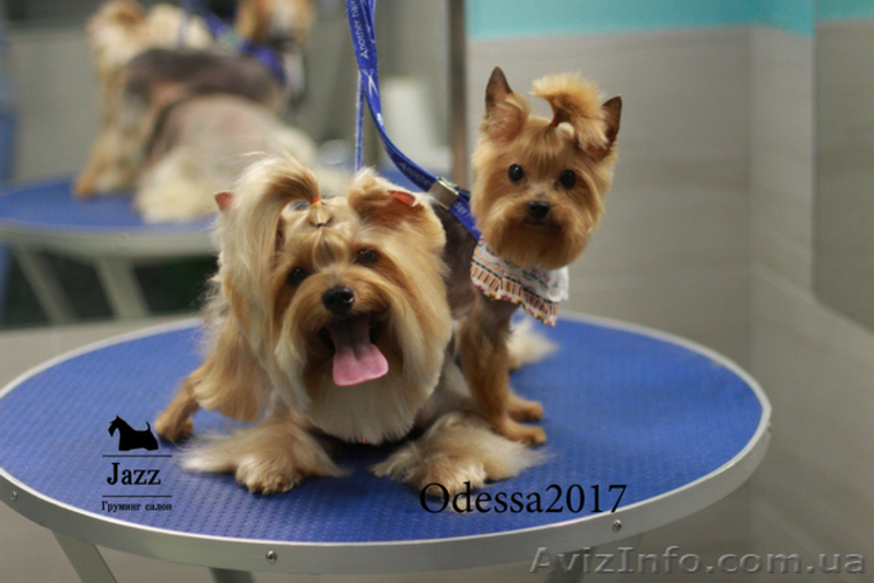 Качественная стрижка-груминг йорка. Одесса жм Альтаир. - <ro>Изображение</ro><ru>Изображение</ru> #3, <ru>Объявление</ru> #1575222