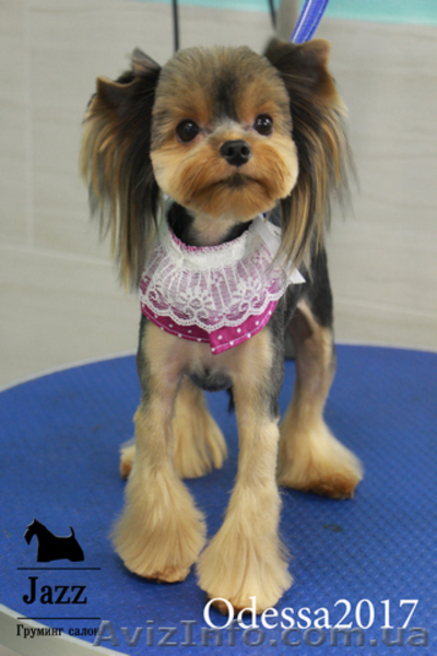 Качественная стрижка-груминг йорка. Одесса жм Альтаир. - <ro>Изображение</ro><ru>Изображение</ru> #4, <ru>Объявление</ru> #1575222