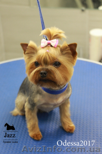 Качественная стрижка-груминг йорка. Одесса жм Альтаир. - <ro>Изображение</ro><ru>Изображение</ru> #5, <ru>Объявление</ru> #1575222