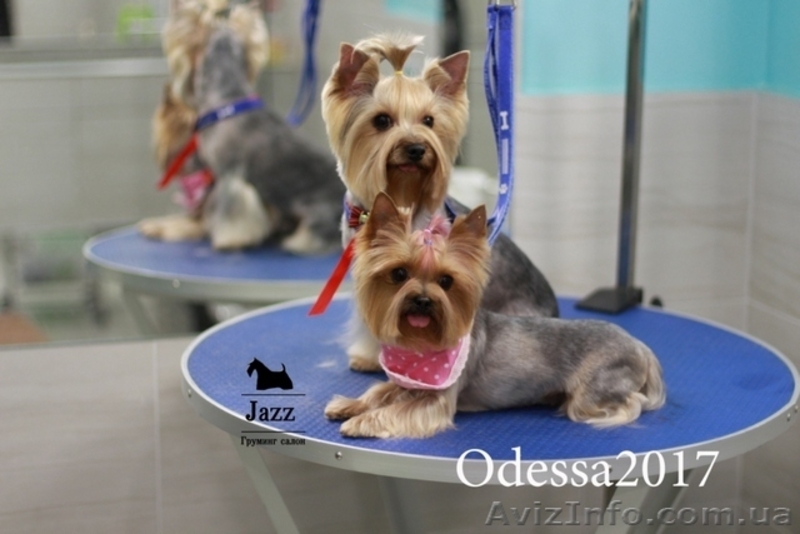 Качественная стрижка-груминг йорка. Одесса жм Альтаир. - <ro>Изображение</ro><ru>Изображение</ru> #6, <ru>Объявление</ru> #1575222