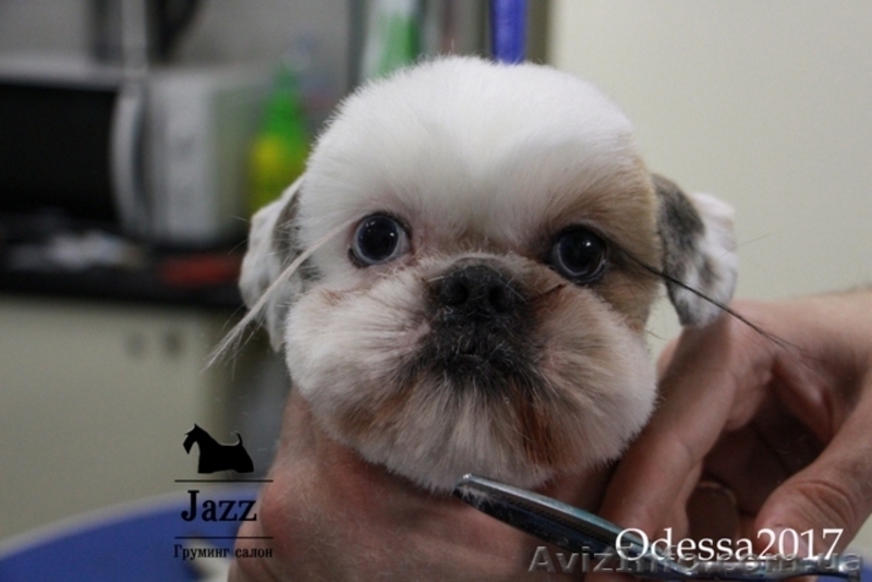 Груминг - стрижка ши-тцу. Грумер Николай Вишталь. - <ro>Изображение</ro><ru>Изображение</ru> #3, <ru>Объявление</ru> #1577930