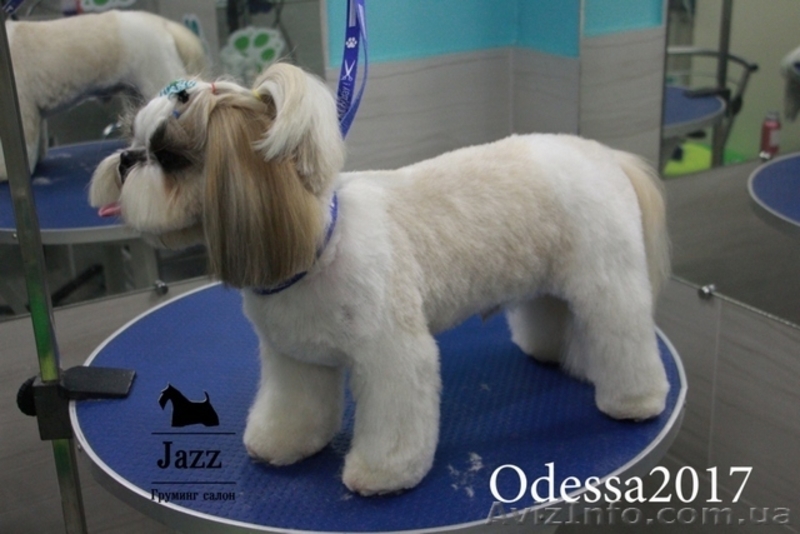 Груминг - стрижка ши-тцу. Грумер Николай Вишталь. - <ro>Изображение</ro><ru>Изображение</ru> #4, <ru>Объявление</ru> #1577930