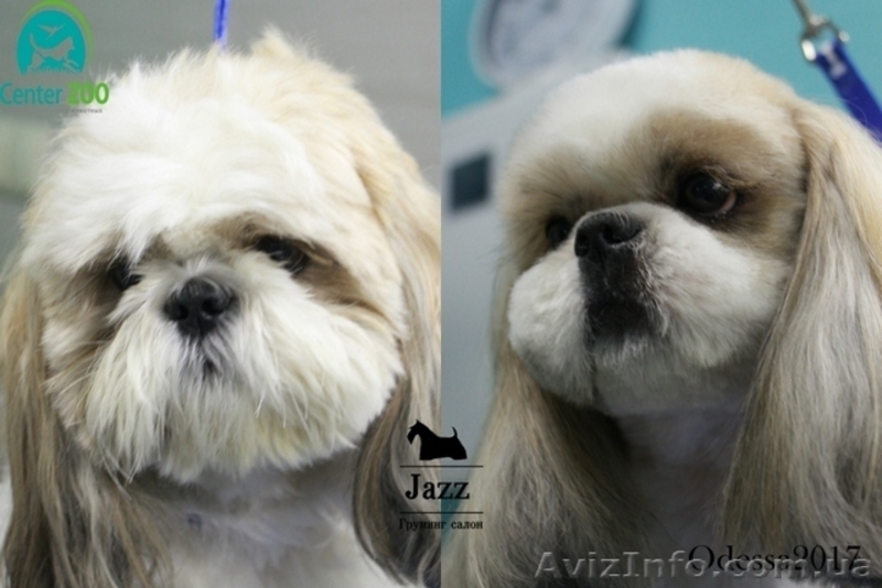 Груминг - стрижка ши-тцу. Грумер Николай Вишталь. - <ro>Изображение</ro><ru>Изображение</ru> #5, <ru>Объявление</ru> #1577930