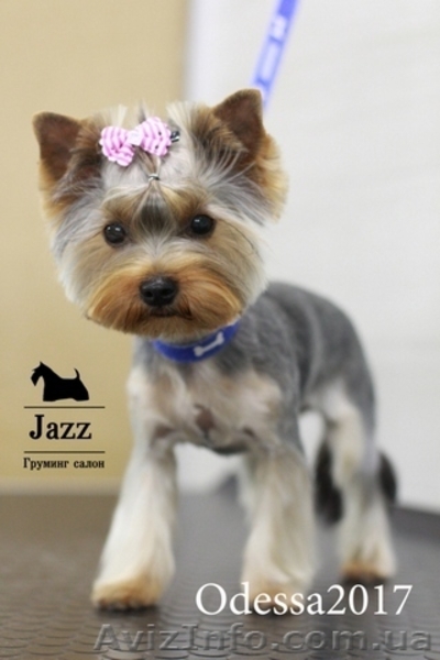 Обучение грумингу. Школа груминга в Одесса - <ro>Изображение</ro><ru>Изображение</ru> #5, <ru>Объявление</ru> #1583184