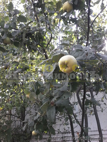 Продам участок Затока / Каролино-Бугаз - <ro>Изображение</ro><ru>Изображение</ru> #3, <ru>Объявление</ru> #1585446