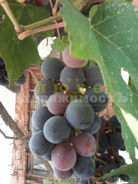 Продам участок Затока / Каролино-Бугаз - <ro>Изображение</ro><ru>Изображение</ru> #5, <ru>Объявление</ru> #1585446