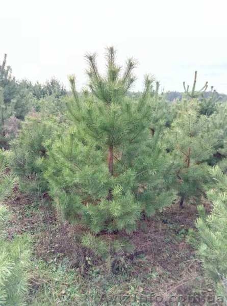 Продажа живых сосен оптом с доставкой по Украине - <ro>Изображение</ro><ru>Изображение</ru> #3, <ru>Объявление</ru> #1594094
