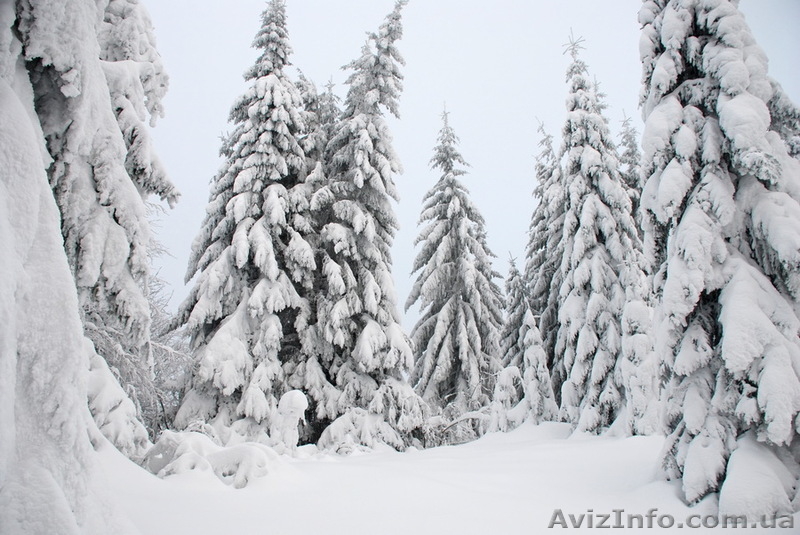 Зимний отдых в Карпатах. Новогодние и рождественские туры в Карпаты. - <ro>Изображение</ro><ru>Изображение</ru> #4, <ru>Объявление</ru> #1593799