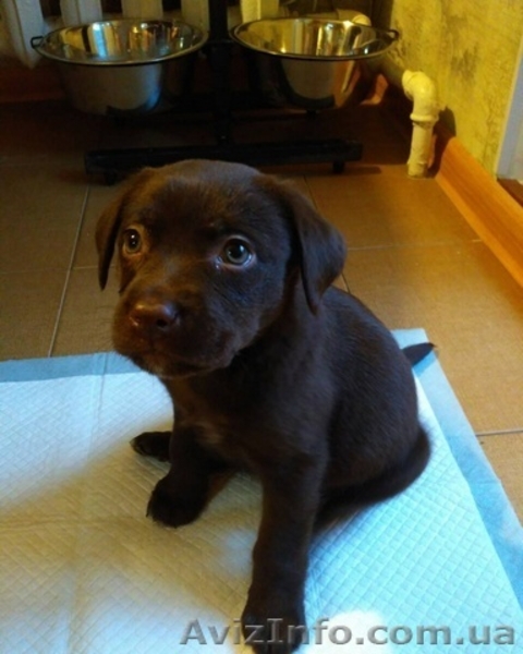 Лабрадор ретривер щенки клубные, чёрного и шоколадного окраса. - <ro>Изображение</ro><ru>Изображение</ru> #3, <ru>Объявление</ru> #1596251