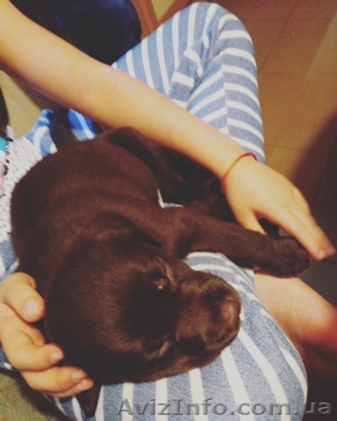 Лабрадор ретривер щенки клубные, чёрного и шоколадного окраса. - <ro>Изображение</ro><ru>Изображение</ru> #4, <ru>Объявление</ru> #1596251
