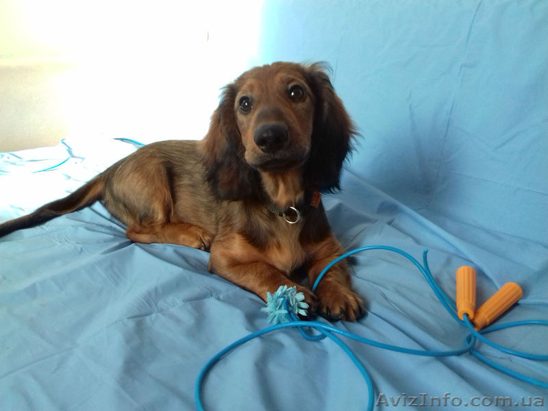 Щенки Длинношерстной Таксы. Док. КСУ. В Новый, 2018, Год с символом года! - <ro>Изображение</ro><ru>Изображение</ru> #3, <ru>Объявление</ru> #1597942