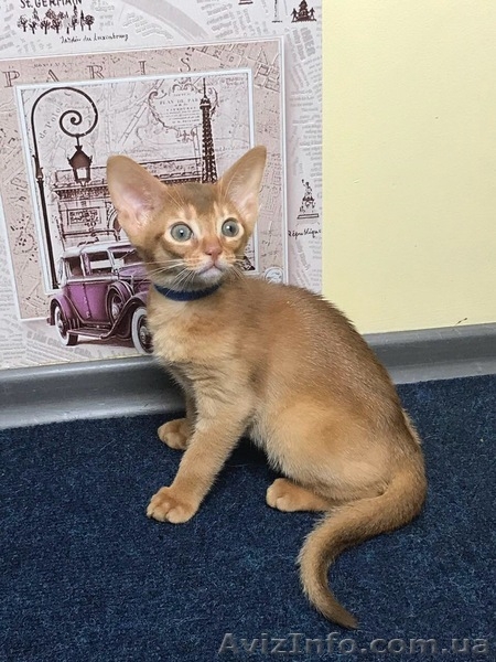 Абиссинские котята  продажа - <ro>Изображение</ro><ru>Изображение</ru> #3, <ru>Объявление</ru> #1602835