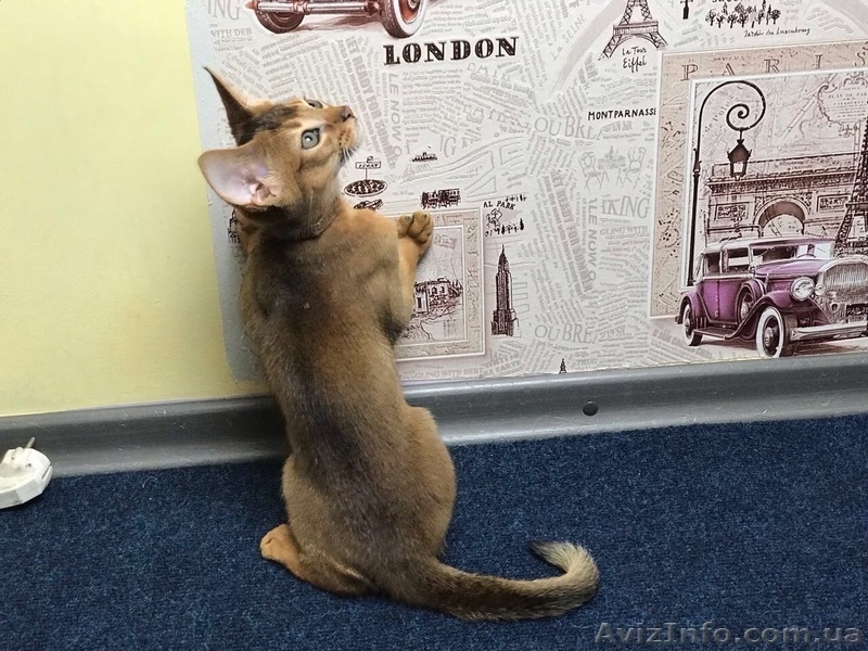 Продажа котов - <ro>Изображение</ro><ru>Изображение</ru> #3, <ru>Объявление</ru> #1602837