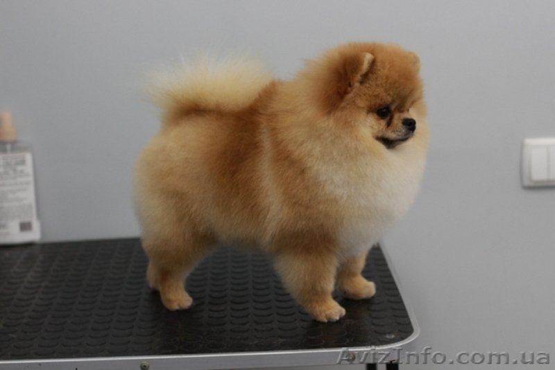 Стрижки собак дешево! Бесплатно. Одесса - <ro>Изображение</ro><ru>Изображение</ru> #3, <ru>Объявление</ru> #1606936