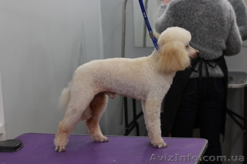 Стрижки собак дешево! Бесплатно. Одесса - <ro>Изображение</ro><ru>Изображение</ru> #4, <ru>Объявление</ru> #1606936