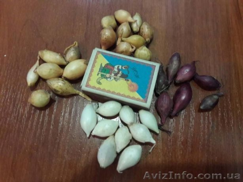 Голландский лук севок Кармен, Сноуболл, Центурион, Штутгартер Ризен - <ro>Изображение</ro><ru>Изображение</ru> #6, <ru>Объявление</ru> #1610448