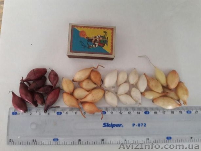 Голландский лук севок Кармен, Сноуболл, Центурион, Штутгартер Ризен - <ro>Изображение</ro><ru>Изображение</ru> #5, <ru>Объявление</ru> #1610448