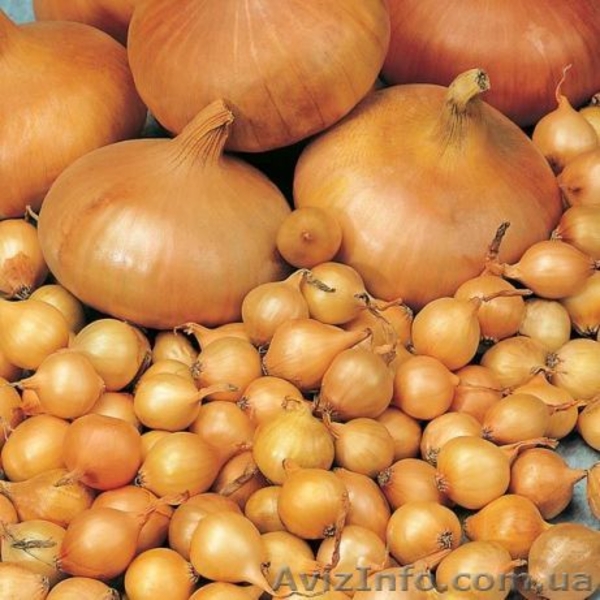 Голландский лук севок Кармен, Сноуболл, Центурион, Штутгартер Ризен - <ro>Изображение</ro><ru>Изображение</ru> #4, <ru>Объявление</ru> #1610448