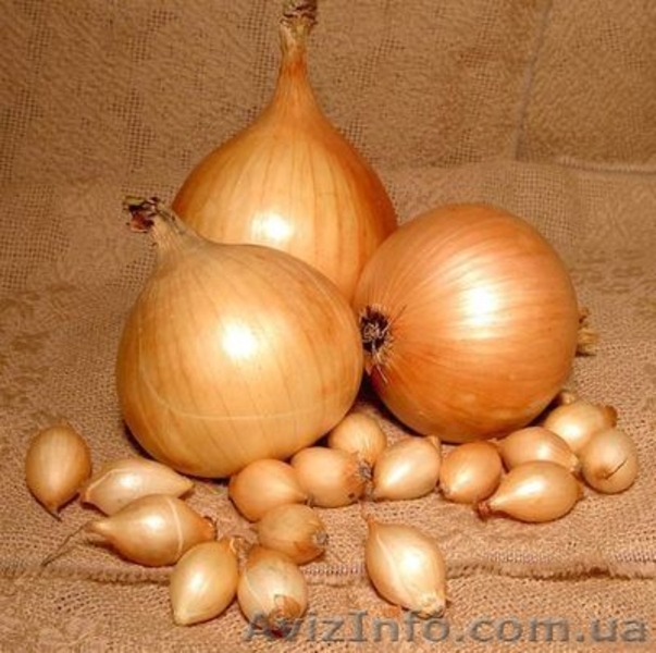 Голландский лук севок Кармен, Сноуболл, Центурион, Штутгартер Ризен - <ro>Изображение</ro><ru>Изображение</ru> #3, <ru>Объявление</ru> #1610448