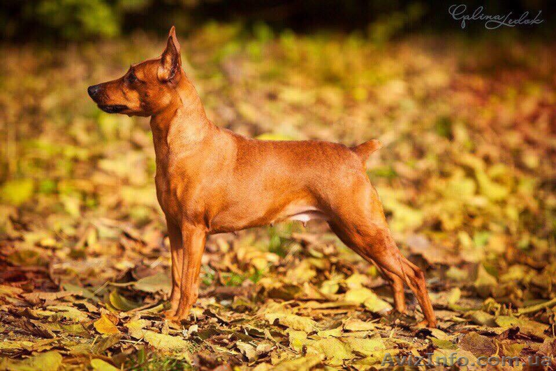 продаются щенки цвергпинчера - <ro>Изображение</ro><ru>Изображение</ru> #4, <ru>Объявление</ru> #1610993