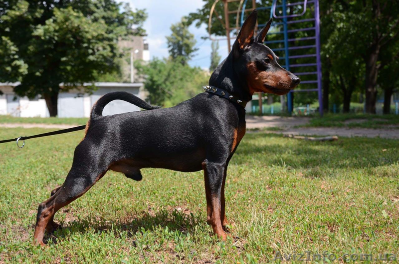 продаются щенки цвергпинчера - <ro>Изображение</ro><ru>Изображение</ru> #3, <ru>Объявление</ru> #1610993