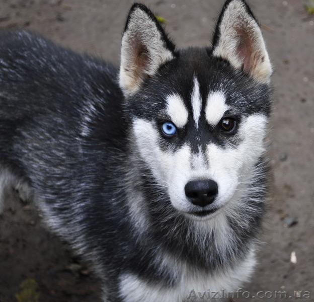 Щенки сибирский хаски. - <ro>Изображение</ro><ru>Изображение</ru> #7, <ru>Объявление</ru> #1599079