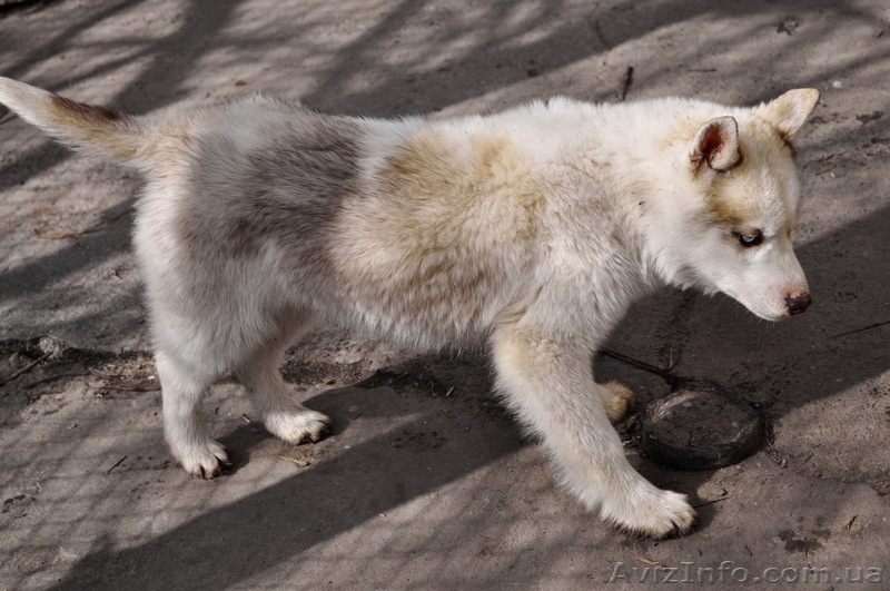 Щенки сибирский хаски. - <ro>Изображение</ro><ru>Изображение</ru> #4, <ru>Объявление</ru> #1599079