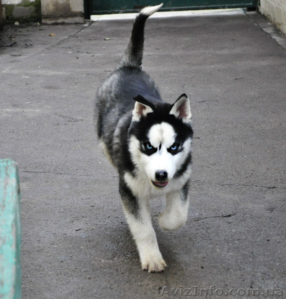 Щенки сибирский хаски. - <ro>Изображение</ro><ru>Изображение</ru> #6, <ru>Объявление</ru> #1599079