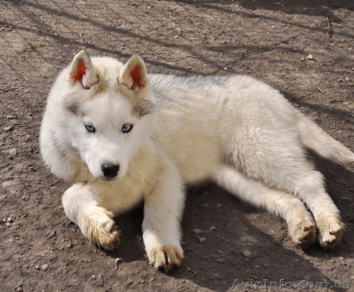 Щенки сибирский хаски. - <ro>Изображение</ro><ru>Изображение</ru> #8, <ru>Объявление</ru> #1599079