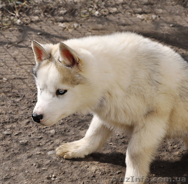 Щенки сибирский хаски. - <ro>Изображение</ro><ru>Изображение</ru> #9, <ru>Объявление</ru> #1599079