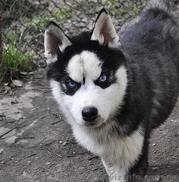 Щенки сибирский хаски. - <ro>Изображение</ro><ru>Изображение</ru> #5, <ru>Объявление</ru> #1599079