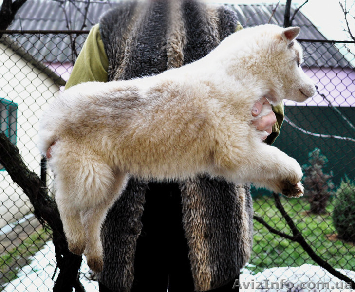 Щенки сибирский хаски. - <ro>Изображение</ro><ru>Изображение</ru> #3, <ru>Объявление</ru> #1599079