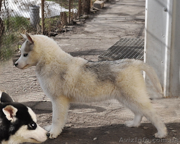 Щенки сибирский хаски. - <ro>Изображение</ro><ru>Изображение</ru> #10, <ru>Объявление</ru> #1599079