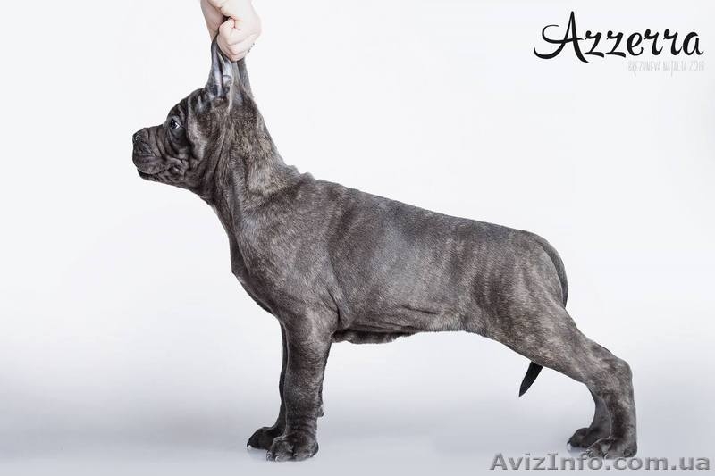 Cane Corso puppies for sale!!!  - <ro>Изображение</ro><ru>Изображение</ru> #7, <ru>Объявление</ru> #1618162