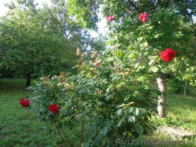 Продам дом в селе Новая Дофиновка, с ремонтом. - <ro>Изображение</ro><ru>Изображение</ru> #9, <ru>Объявление</ru> #1620042