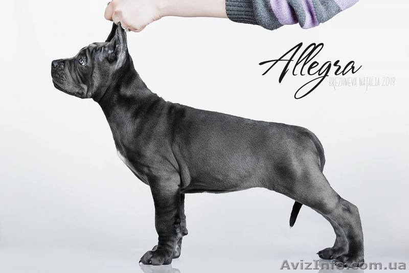 Cane Corso puppies for sale!!!  - <ro>Изображение</ro><ru>Изображение</ru> #5, <ru>Объявление</ru> #1618162