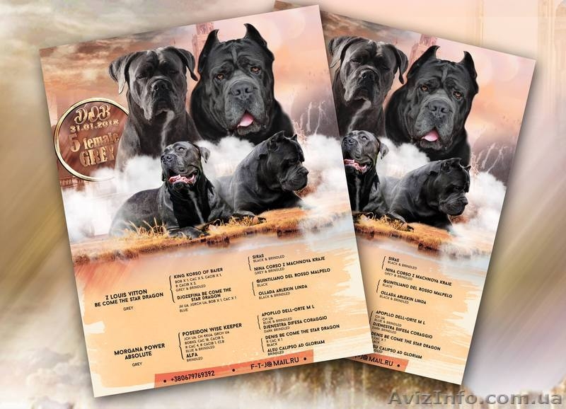 Cane Corso puppies for sale!!!  - <ro>Изображение</ro><ru>Изображение</ru> #3, <ru>Объявление</ru> #1618162