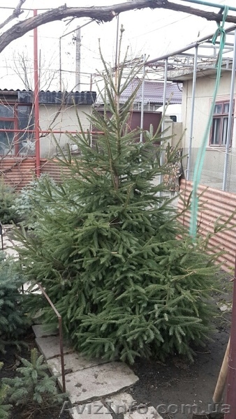 Ели голубая и обычная продам - <ro>Изображение</ro><ru>Изображение</ru> #3, <ru>Объявление</ru> #1322842