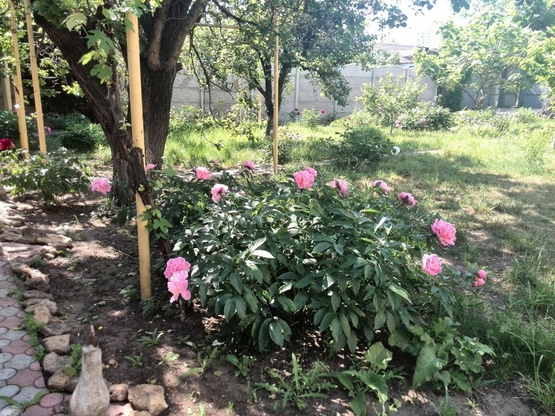 Участок 8.5 соток в Аркадии - <ro>Изображение</ro><ru>Изображение</ru> #3, <ru>Объявление</ru> #1648620