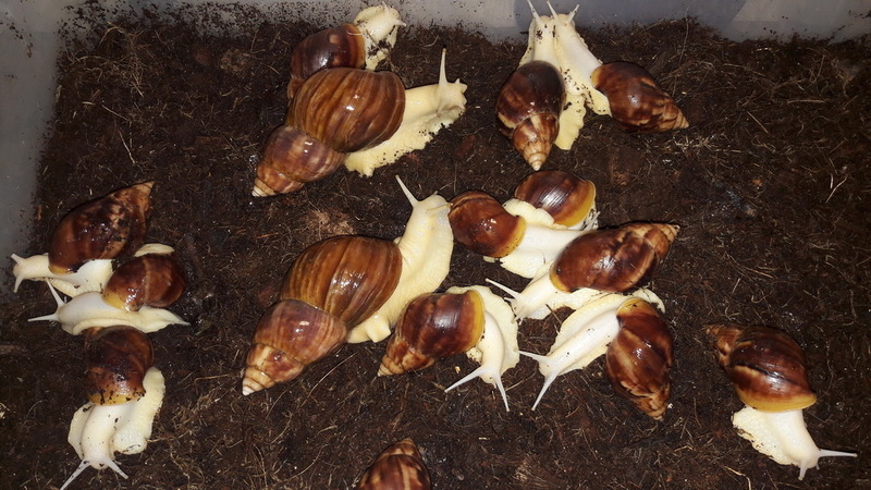 Африканские улитки АХАТИНЫ. - <ro>Изображение</ro><ru>Изображение</ru> #3, <ru>Объявление</ru> #1652273