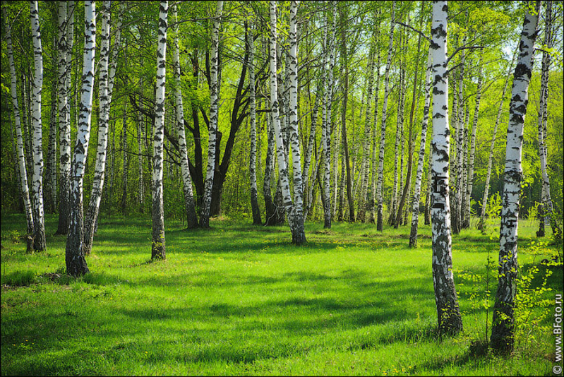 Продам. Натуральный  берёзовый  сок  100%. квас, сироп. Кленовый  сок, сироп.  - <ro>Изображение</ro><ru>Изображение</ru> #6, <ru>Объявление</ru> #1659746