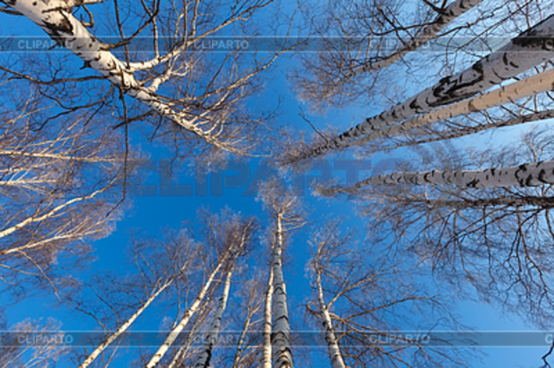 Продам. Натуральный  берёзовый  сок  100%. квас, сироп. Кленовый  сок, сироп.  - <ro>Изображение</ro><ru>Изображение</ru> #5, <ru>Объявление</ru> #1659746