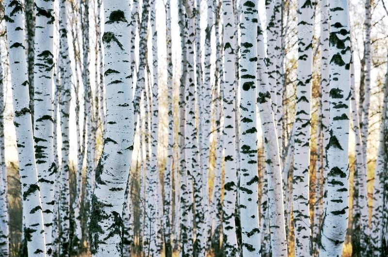 Продам. Натуральный  берёзовый  сок  100%. квас, сироп. Кленовый  сок, сироп.  - <ro>Изображение</ro><ru>Изображение</ru> #8, <ru>Объявление</ru> #1659746