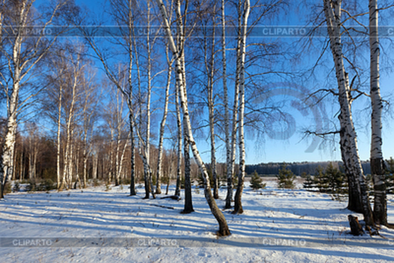 Продам. Натуральный  берёзовый  сок  100%. квас, сироп. Кленовый  сок, сироп.  - <ro>Изображение</ro><ru>Изображение</ru> #10, <ru>Объявление</ru> #1659746