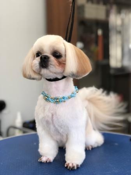 Школа груминга, обучение стрижкам животных. Одесса - <ro>Изображение</ro><ru>Изображение</ru> #4, <ru>Объявление</ru> #1665116