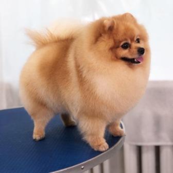 Школа груминга, обучение стрижкам животных. Одесса - <ro>Изображение</ro><ru>Изображение</ru> #3, <ru>Объявление</ru> #1665116