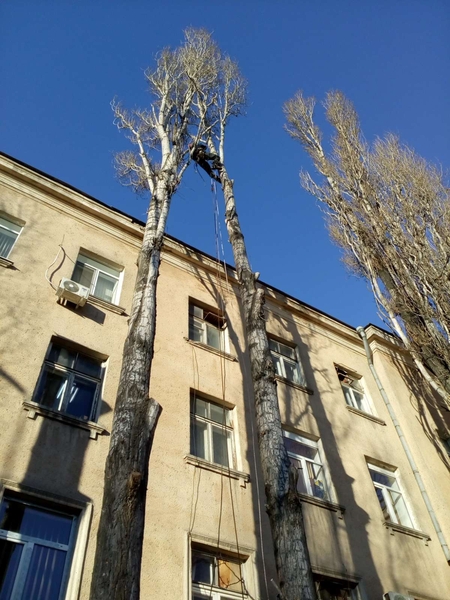 Спилим, обрежем деревья руками из плеч, все аккуратно - <ro>Изображение</ro><ru>Изображение</ru> #3, <ru>Объявление</ru> #1719291